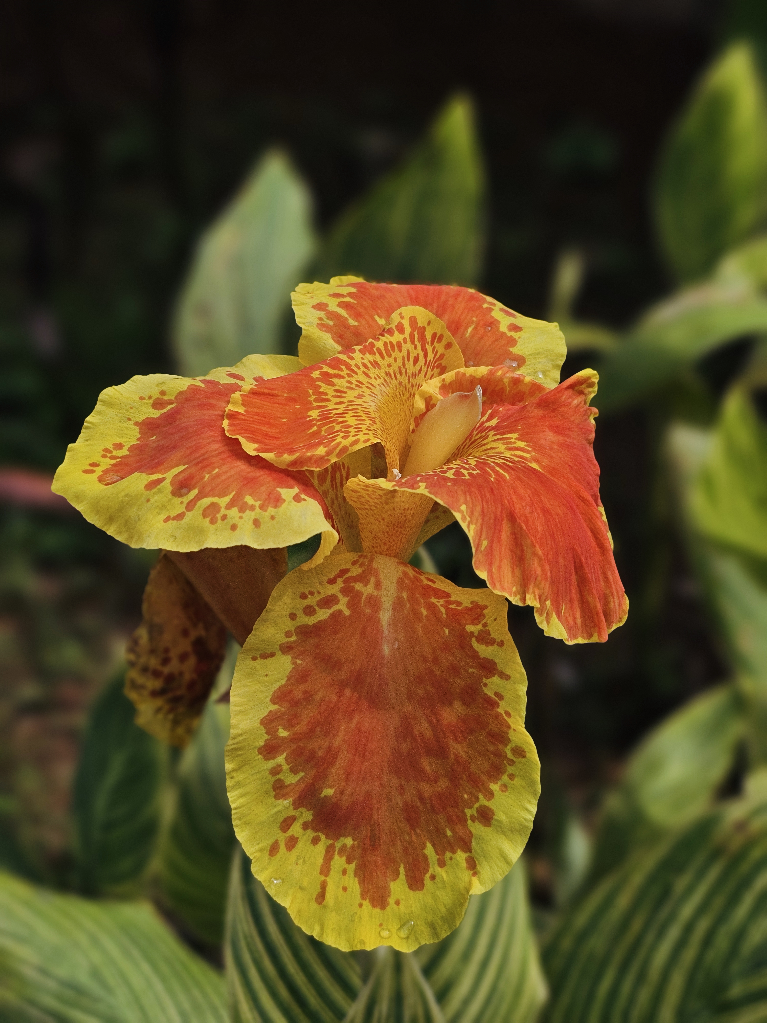A striking canna lily captured at the Malabar Botanical Garden, Kozhikode. The flower glows with bright yellow and orange patterns, standing out beautifully against the soft green leaves around it. 