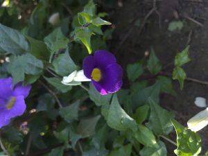A bright purple King’s Mantle bloom with white outer petals.