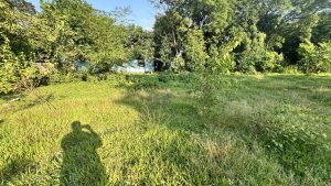 A sunny outdoor scene featuring a lush, green area with tall grass and various plants, including trees and shrubs