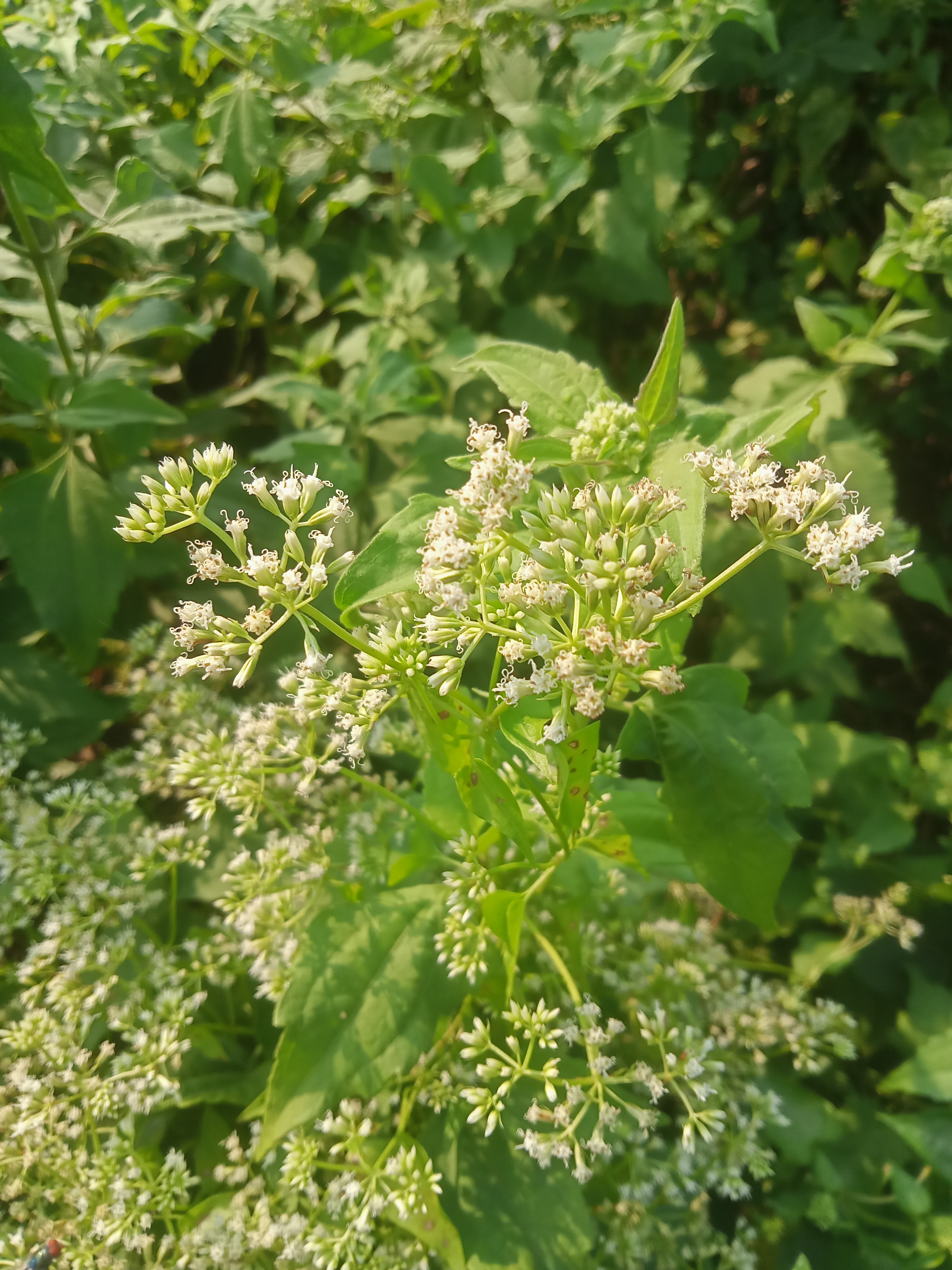 Small white flowers with green leafy background in a sunny day at Kawtoli, Brahmanbaria, Bangladesh
