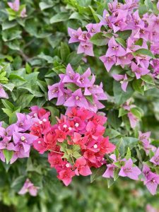 Pink and magenta bougainvillea flowers in full bloom, with fresh green leaves. Taken outdoors in natural daylight in Mumbai, Maharashtra. 