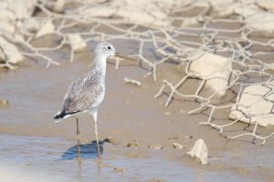 A Green Sandpiper with long legs stands in shallow mud.