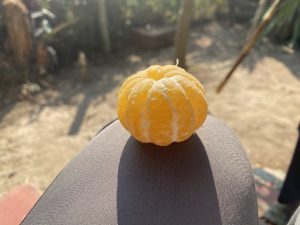 A peeled orange sits on a sunlit surface, casting a soft shadow. The background is a blurred outdoor scene with greenery, conveying a warm, serene mood.