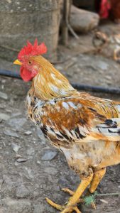 

A colorful rooster stands on gravel ground, showcasing vibrant plumage with a mix of orange, brown, and white feathers.