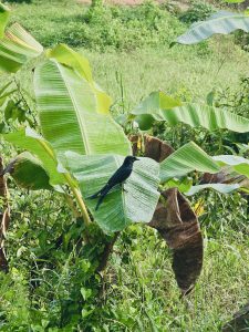 A Black Drongo (Dicrurus macrocercus) rests on a fresh green banana leaf in Ayamkulam, Mavoor, Kozhikode. The bright leaves and natural surroundings make the bird stand out beautifully in the morning light. 