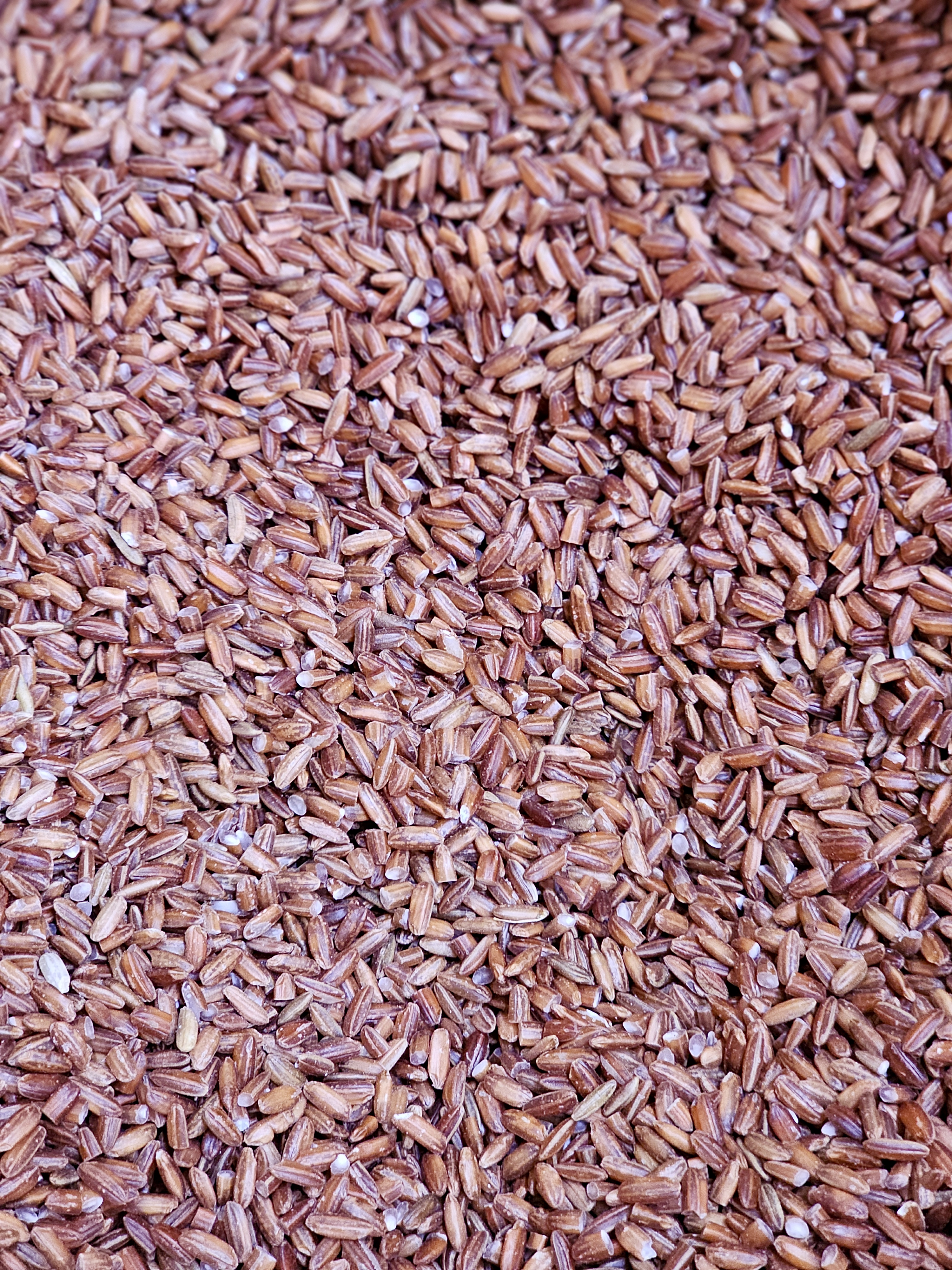 A detailed look at Kerala red rice (Njavara) grains in Perumanna, Kozhikode. The natural brown-red shades highlight the purity and richness of this traditional rice, which is highly valued in Ayurveda for its many health benefits.
