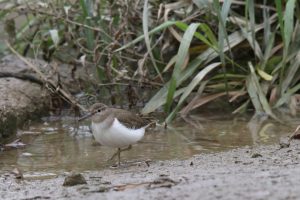 A little Common Sandpiper standing right by the water, looking for food.
