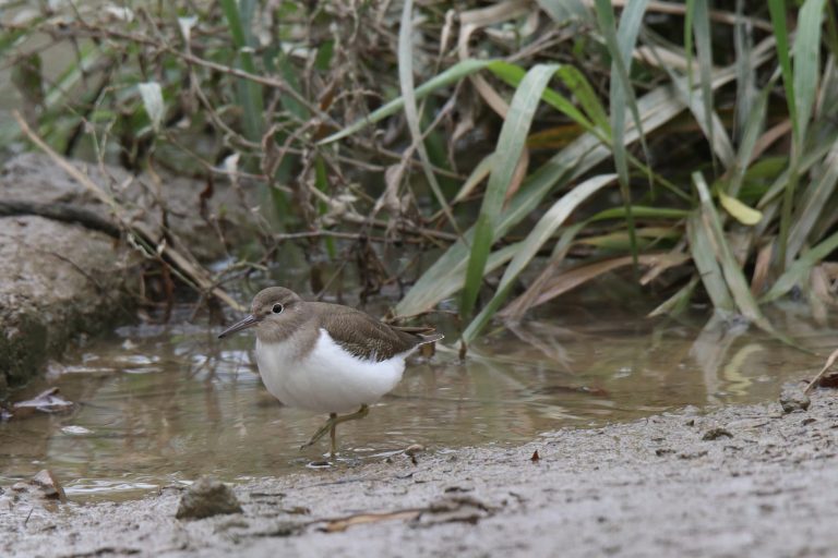 A little Common Sandpiper standing right by the water, looking for food.