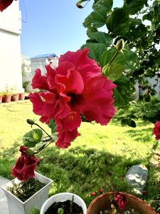 A vibrant pink hibiscus flower blooms prominently in the foreground, its many ruffled petals catching the sunlight. 

