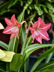 Two blooming red lilies with white stripes and long stamens stand out against a backdrop of green leaves, a close-up evening floral shot taken in Perumanna, Kozhikode, Kerala. 