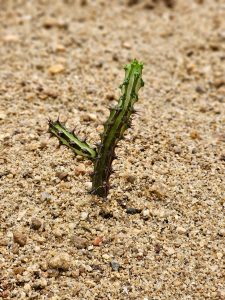 A small cactus sprouting alone from sandy soil at the Malabar Botanical Garden, Kozhikode. Its thin green stem with tiny spines shows the early stage of growth in the desert garden. 