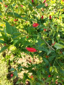 A lush cluster of green leaves with vibrant red flowers emerging among them, showcasing various stages of bloom. 