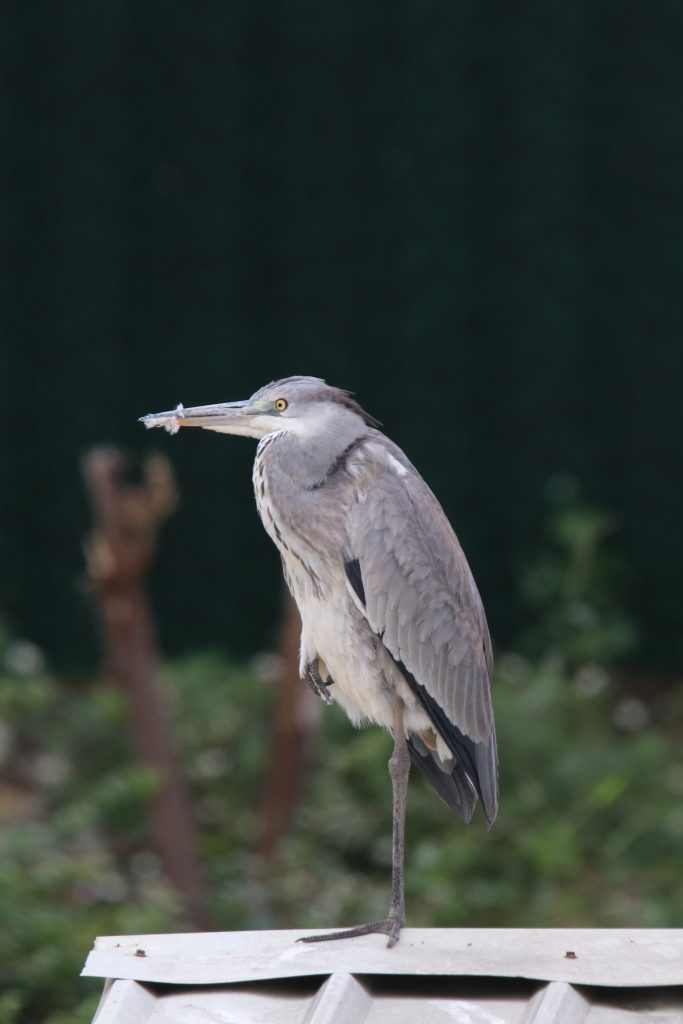 A Grey Heron standing on one leg on the roof of a fishing warehouse located in the middle of a river.