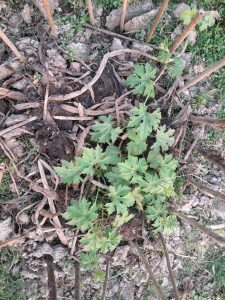 A cluster of green leaves emerging from the ground, surrounded by a mix of dry twigs and soil. Small, brown plant roots and patches of grass are visible in the vicinity, alongside upright sticks protruding from the earth. The overall scene depicts a patch of land that appears to be in a natural or cultivated state.
