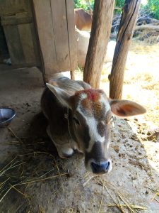 A young brown calf sits on the ground inside a rustic barn.