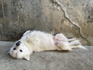 A fluffy white dog lying on its back with its legs in the air, displaying a playful and relaxed demeanor.