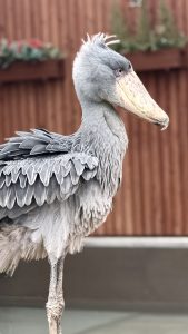 This photo was taken at Kakegawa Kachoen in Shizuoka Prefecture. It shows a side view of a shoebill, a large bird known for its distinctive beak.