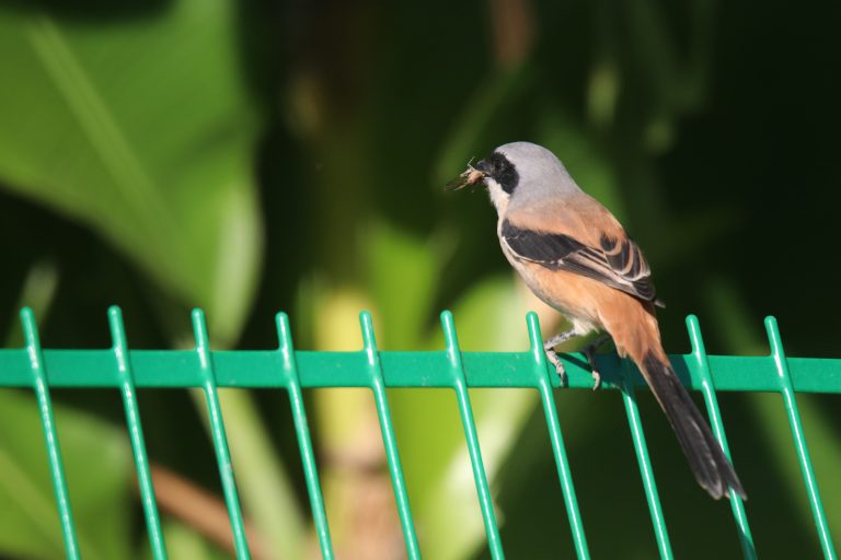 A Burmese Shrike is perched on a bright green metal fence. Its beak is holding a brown grasshopper.