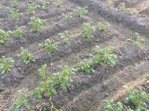 A row of young potato plants growing in soil, with green leaves and small stems emerging from mounded dirt. The plants are evenly spaced, revealing a cultivated field with some bare earth in between the rows.