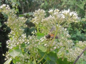 

A bee on flowers at Kawtoli, Brahmanbaria, Bangladesh.