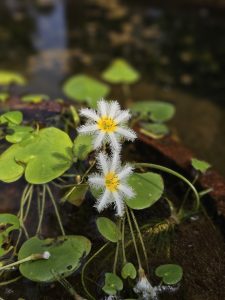 A close-up of two white, fuzzy Nymphoides indica (water snowflake) flowers with yellow centers, floating on the water among green leaves in a pond setting at the Malabar Botanical Garden, Kozhikode. 