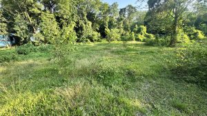 A lush green field surrounded by dense trees and bushes under a clear blue sky. 