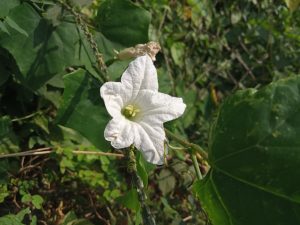 A white flower with leafy background under the sky at Kawtoli, Brahmanbaria, Bangladesh