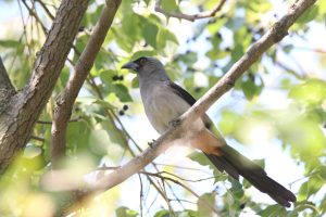 A Ashy Drongo is perched on a tree branch, surrounded by green leaves and backlit by sunlight.