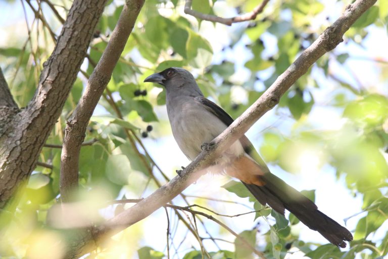 A Ashy Drongo is perched on a tree branch, surrounded by green leaves and backlit by sunlight.