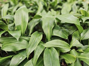 Bright green leaves of the Aspidistra elatior or cast-iron plants growing densely together in the garden at Malabar Botanical Garden, Kozhikode. Their fresh texture and layered pattern create a soothing, natural view, showing healthy growth in the soft outdoor light.  