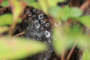 A close-up view of a web decorated with droplets of water, surrounded by green foliage and brown twigs.