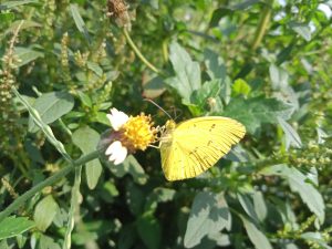 A yellow butterfly perched on a small white and yellow flower, surrounded by lush green foliage. 