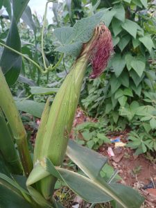 A close-up view of an unripe corn ear partially surrounded by green husks, with dark red corn silk visible at the top.