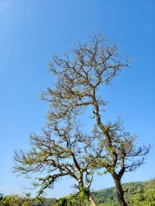 A tall tree with thin, bare branches stands under a bright blue sky near Kanheri Caves, Borivali, Mumbai. A few fresh leaves show new life in the quiet natural landscape. 