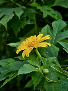 A vibrant yellow Mexican sunflower, or Tithonia diversifolia, with a prominent, textured center, is captured in a close-up shot, surrounded by large, lush green leaves, and photographed in Cherupa, Kozhikode, Kerala. 