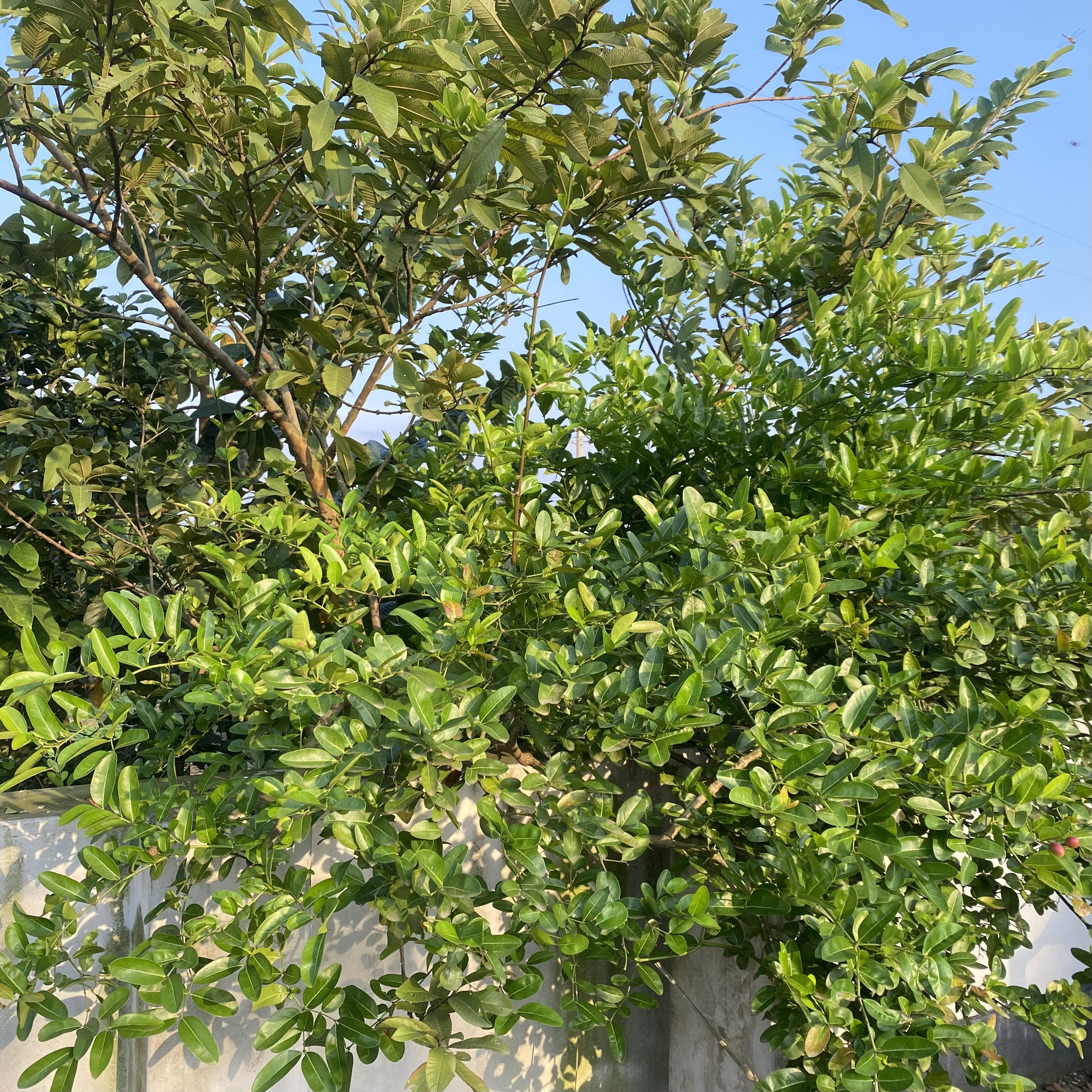 Dense greenery with bright, sunlit leaves covers a garden against a clear blue sky. The lush foliage suggests a vibrant, peaceful outdoor setting.