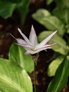 A pale pink flower of Goeppertia loeseneri (Brazilian Star Calathea) stands tall among green leaves at the Malabar Botanical Garden, Kozhikode. Its soft, layered bracts form a gentle, star-like shape. 