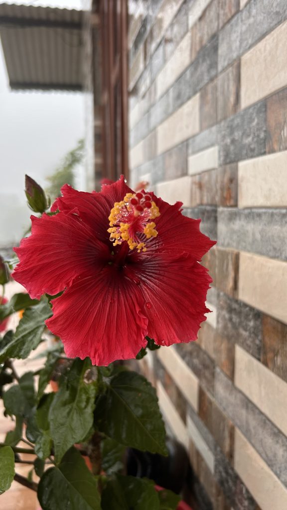 A close-up image of a vibrant red hibiscus flower, showcasing its large petals with deep ridges and intricate yellow stamens at the center.