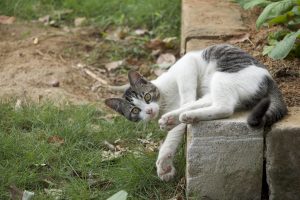A close-up photograph of a domestic cat lying on and leaning over a low stone wall outdoors.