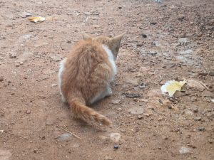 A small orange and white cat is sitting on a gravelly surface, facing away from the camera. 
