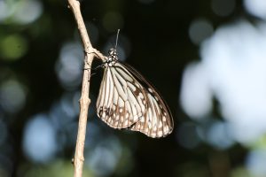 A close-up shoot of a butterfly resting on a small tree branch.