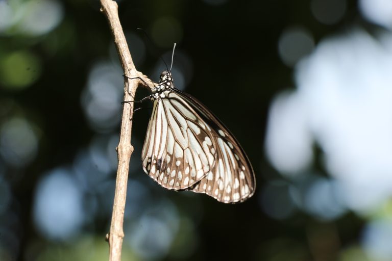 A close-up shoot of a butterfly resting on a small tree branch.
