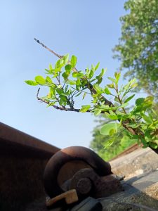 A close-up shot of a leafy green branch above a rusted metal hook, with a bracelet that resembles a railway track, set against soft sunlight and blurred greenery in the background.