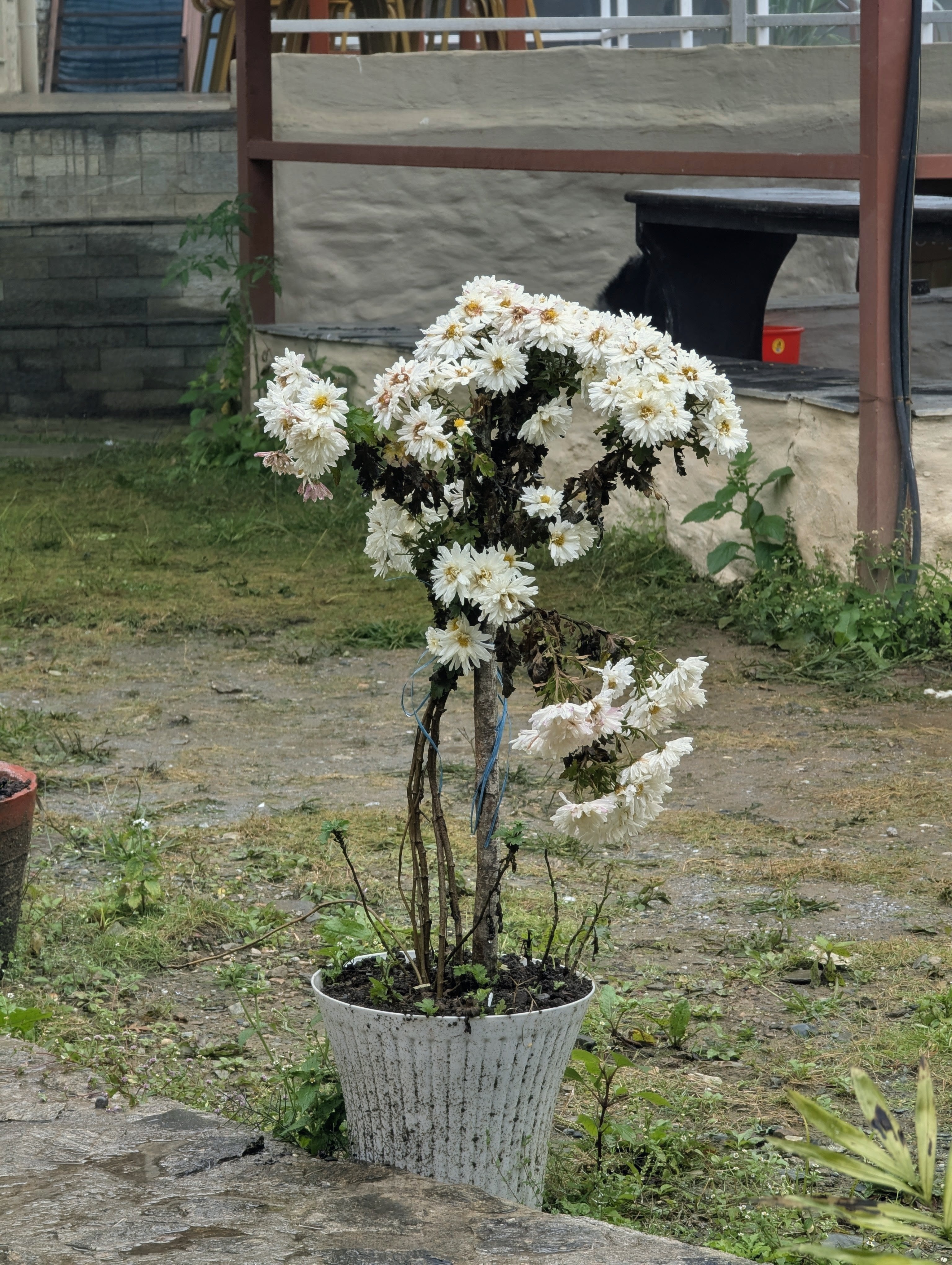 A small, potted plant with white flowers, some of which are wilting, stands on a patch of grass.