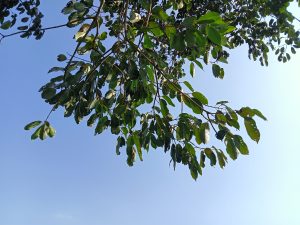 Tree branch hanging with leaves under the sky at Kawtoli, Brahmanbaria District, Bangladesh.