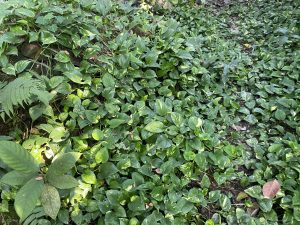 A carpet of lush, heart-shaped green leaves lit by soft, dappled sunlight.