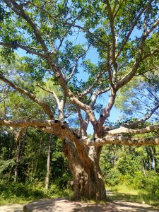 An image of a big tree with spreading branches and leaves with a blue sky background. Its background appears to be a dense forest.