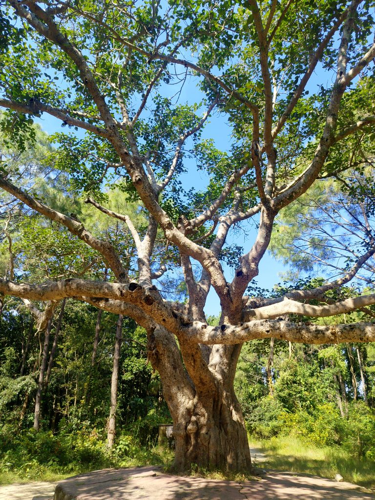 An image of a big tree with spreading branches and leaves with a blue sky background. Its background appears to be a dense forest.