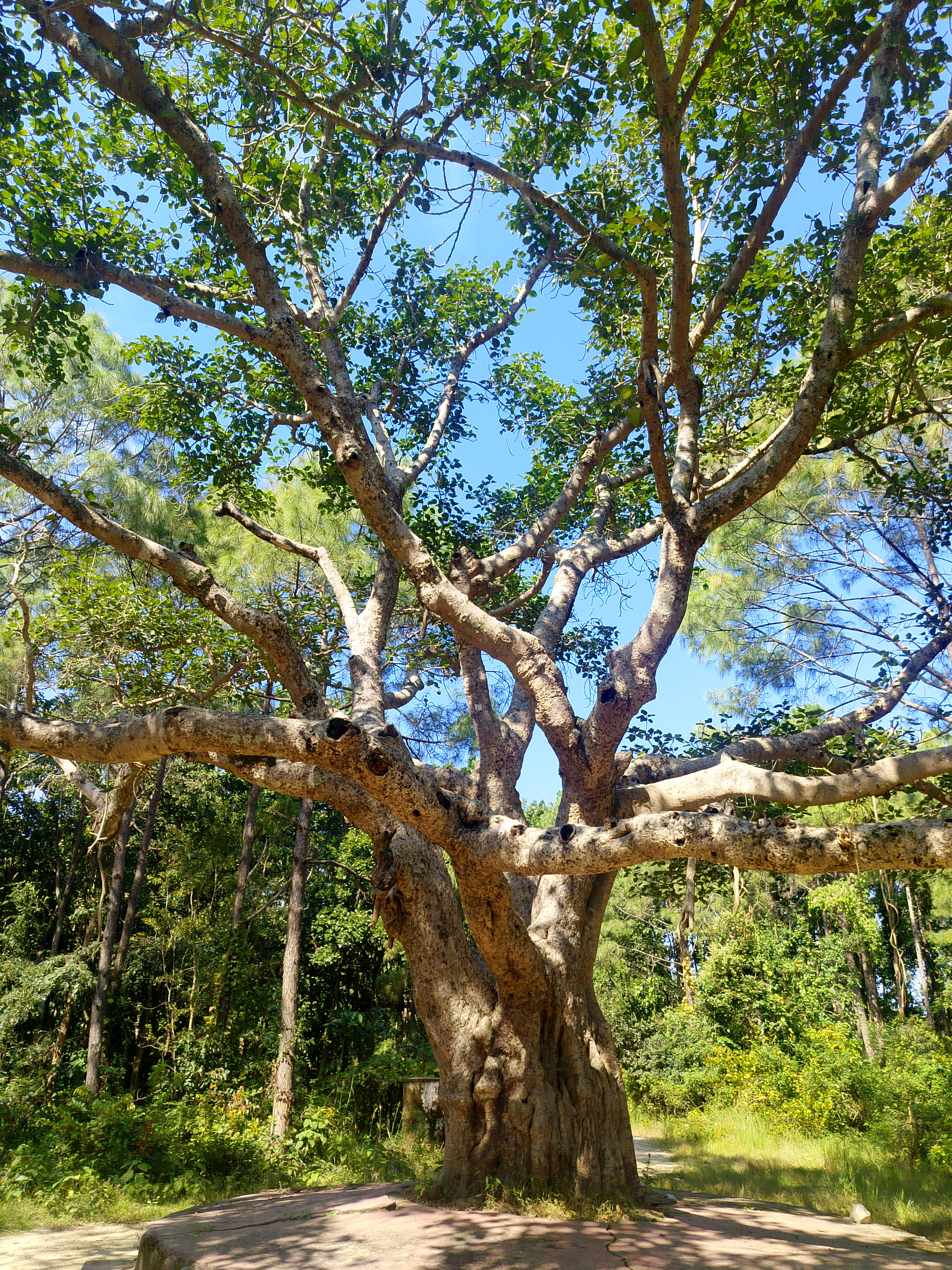 An image of a big tree with spreading branches and leaves with a blue sky background. Its background appears to be a dense forest.