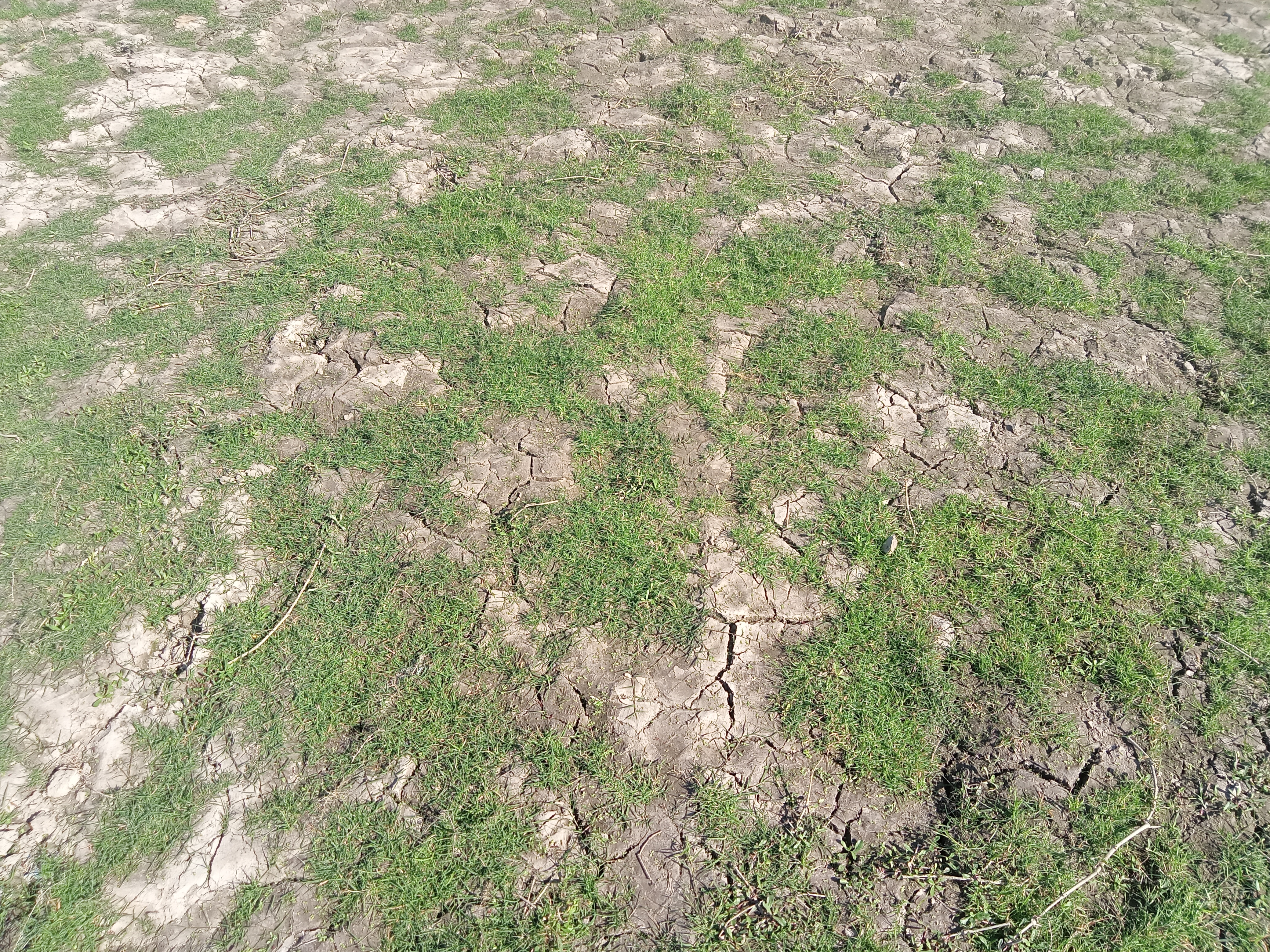 A field partially covered with grasses at Kawtoli, Brahmanbaria, Bangladesh.